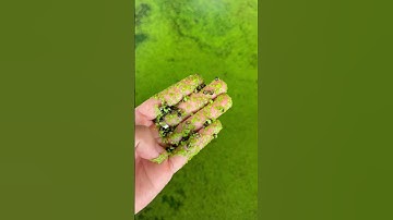 ốc nhồi mới nở nên cho ăn thức ăn gì ?  #hieuthuysan #ocbuouden#ocnhoi