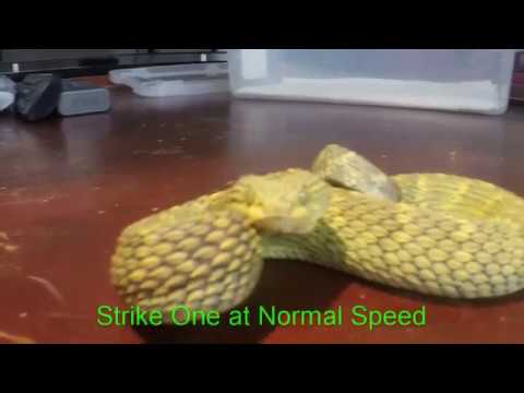 viper soluções Bush Viper Strikes Fast/Slo Motion