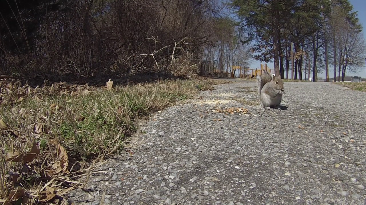 Birds at park on 23 March 2017