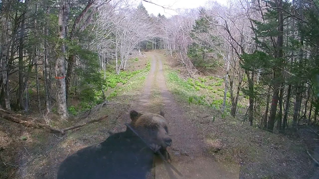 Brown Bear Frontline] Shocking footage Number of sightings