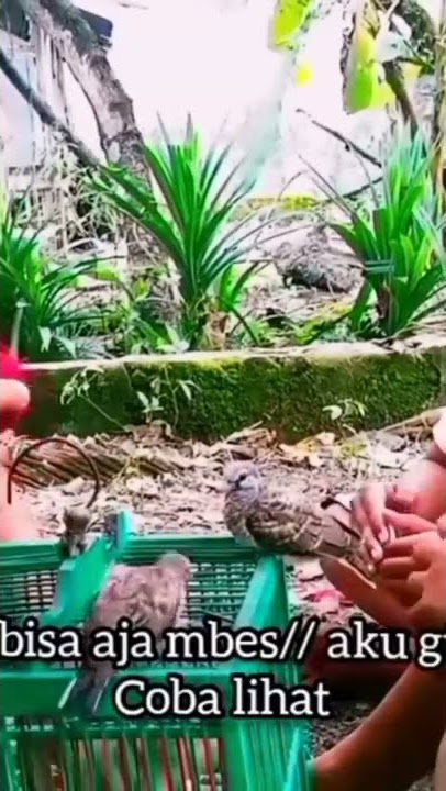 story WA lucu | burung ketilang & perkitit . #cuplikanfilm
