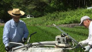 Osadateahow To Cut Shincha Japanese Green Tea