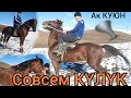 АК КУЮНДУ алып кой 🐎 Тору чыкты чабып кой ☎️ 06.12.20 эки күлүк сатылат