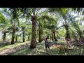 Harvesting oil palm fruit part 43