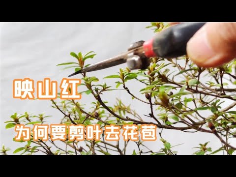 Why do you want to cut the leaves of Azalea Red to the buds in September九月為何要對映山紅剪葉去花苞