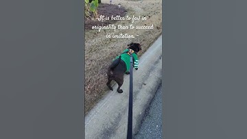 It is better to fail in originality than to succeed in imitation.