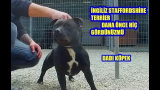 İNGİLİZ STAFFORDSHİRE TERRİER HİÇ GÖRDÜNMÜ !