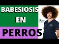 BABESIOSIS CANINA. BABESIOSIS PERROS