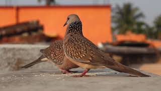 Videos for Cats to Watch - 24 Min Birds Bonanza - Cat TV Bird Watch indian dove sparrow crow sound