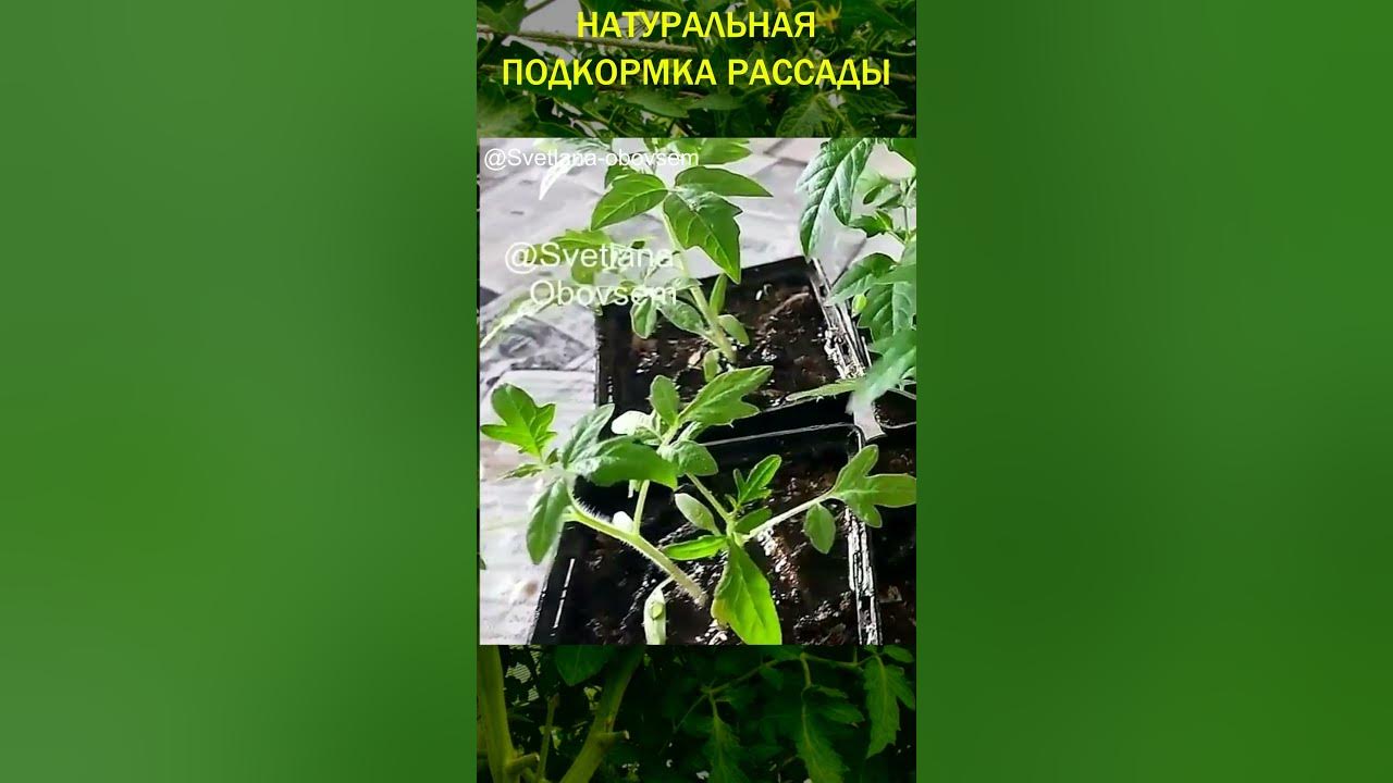 УНИКАЛЬНАЯ ПОДКОРМКА РАССАДЫ.#ЧЕСНОЧНЫЙ НАСТОЙ ОТ ЧЕРНОЙ НОЖКИ И ОТ ...