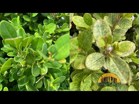 Vídeo: Boxwood Mite Damage - Tratamento para ácaros de buxo