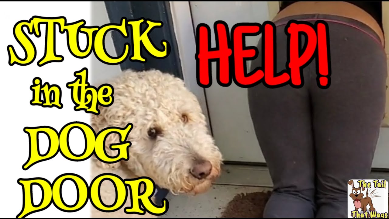 Funny Dog Video HELP! I'm stuck in the dog door! YouTube