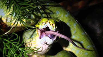 Green tree python eating