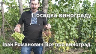 #ПОСАДКА ВИНОГРАДУ. Когут Іван Романович|Все про виноград.