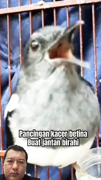 Pancingan suara kacer betina buat kacer jantan birahi #kacerfighter #kicaumanianusantara