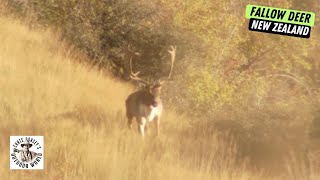 Giant Fallow Deer Hunt in New Zealand