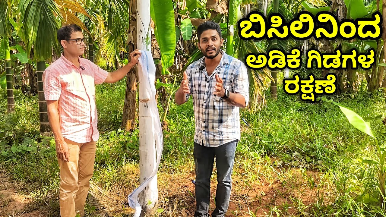 ಅಡಿಕೆ ಗಿಡ - ಮರಗಳನ್ನು ಬಿಸಿಲಿನಿಂದ ರಕ್ಷಿಸಲು ಸುಲಭ ಉಪಾಯ. ಹೀಗೆ ವ್ಯವಸ್ಥೆ ಮಾಡಿ.