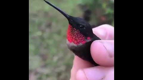 Hummingbird Beautiful Creation