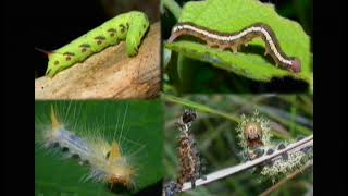 Creation V. Evolution - Insects 2