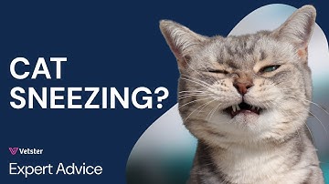 Cat Seasonal Allergies: Symptoms, Sneezing, and Treatment Explained