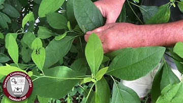 Science In Seconds: The Sassafras Tree