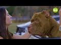 Getting Smashed By Hulk - The World's Biggest Pitbull | DOG DYNASTY