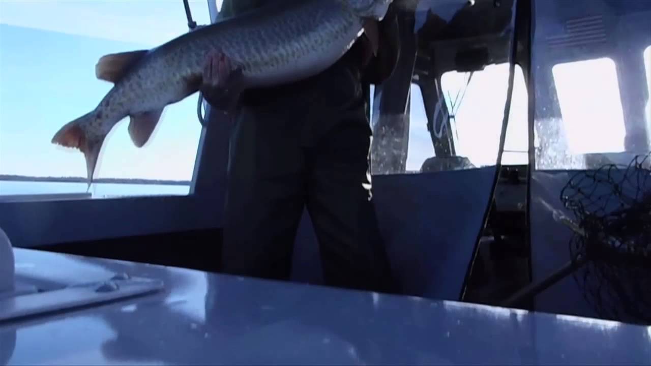 54" St. Lawrence River Muskie