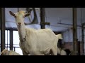 A New Beginning: Fifth Generation Vermont Dairy Farm Turns To Goats
