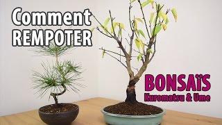 Comment rempoter un bonsaï : Pin Noir et Prunus