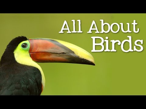 All About Birds for Children: Animal 