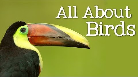All About Birds for Children: Animal Learning for Kids - FreeSchool
