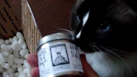 Cats on Catnip - Tipsy Nip Cat Catnip Toys ねこ - ラグドール - Floppycats