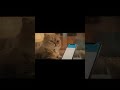 @TashkentMeet_bot — это Telegram-бот для общения по всему Узбекистану. #прикол #юмор