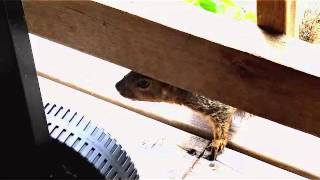 Olivia the Squirrel