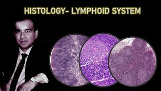 HISTOLOGY  OF LYMPHOID SYSTEM- Dr Ashwani Kumar