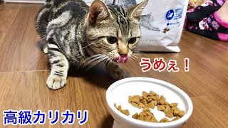 超高級カリカリがウマすぎてフガフガお喋りしながら爆食する猫