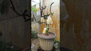 Siap ganti metan dan pruning ranting#shorts #buah #viral #fruit