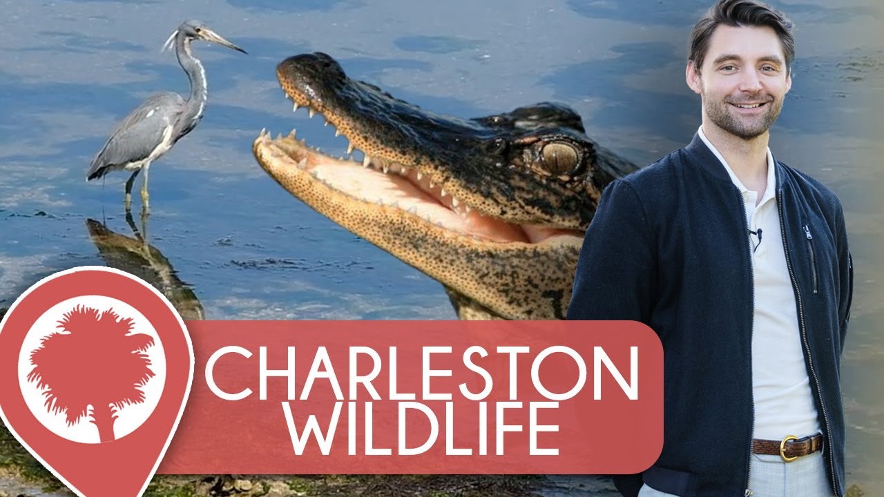 Discover Charleston's Wildlife: Dolphins, Turtles, Birds & More | Lively Charleston