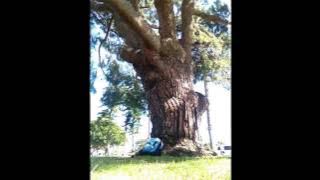 Spring fuutt practice (swing for futbol ⚽️ & golf swing drive )