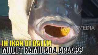 Ngintip Budidaya Ikan Nila Tebaik di Dunia Yuk | SI UNYIL (13/03/20)