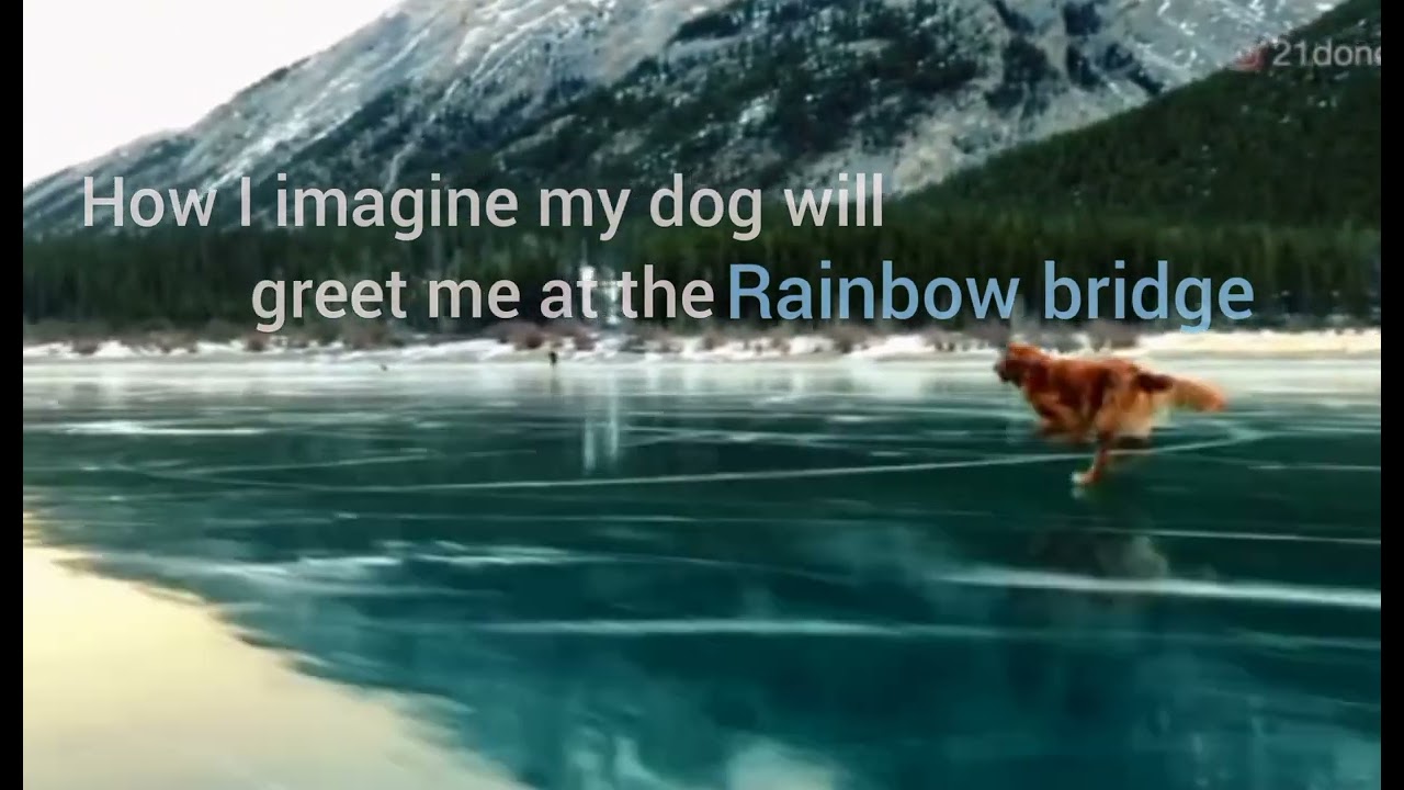 How I imagine my Dog will greet me at the Rainbow bridge ❤️😍