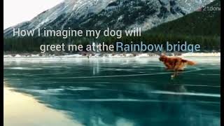 How I imagine my Dog will greet me at the Rainbow bridge ❤️😍