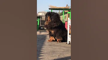 Chinese Mastiff Dog 