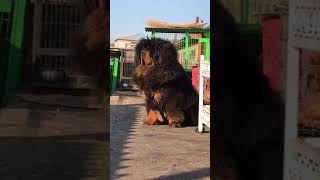 Chinese Mastiff Dog