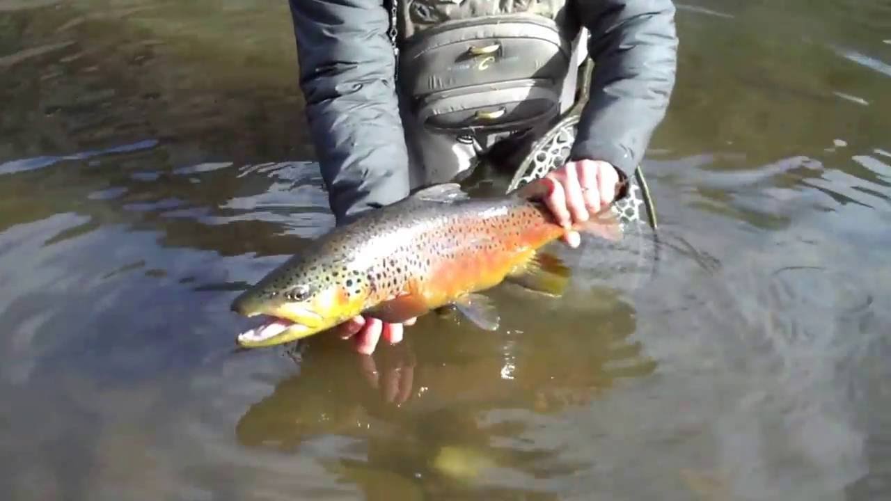 Fly Fishing Sun Valley Secret creek 6 YouTube
