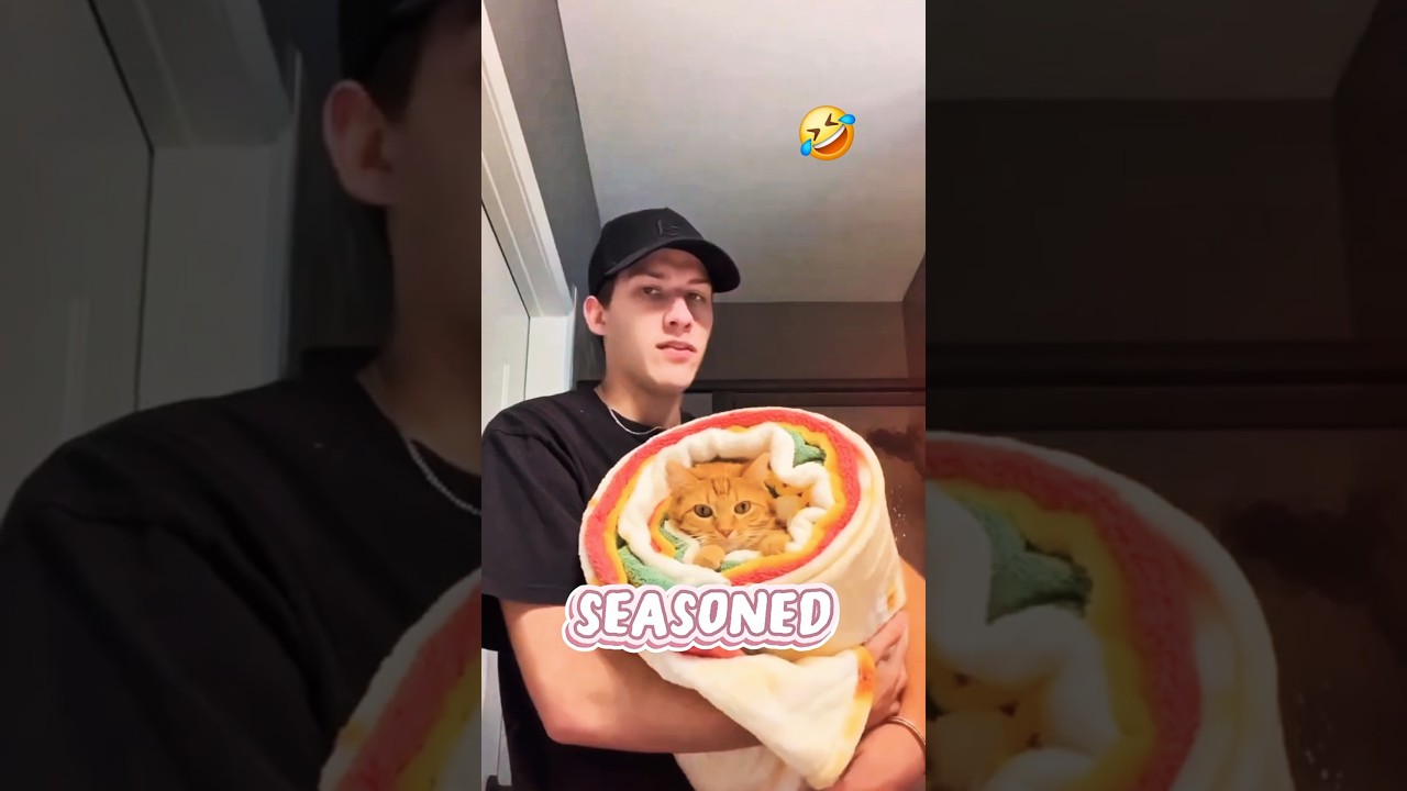 This Cat Burrito is Too Funny 🤣 