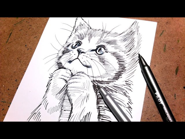 Como desenhar Gatos - Instinto Mangaka