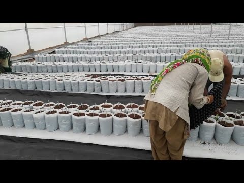 GREENHOUSE SOIL-LESS CULTIVATION STEP-5 - YouTube