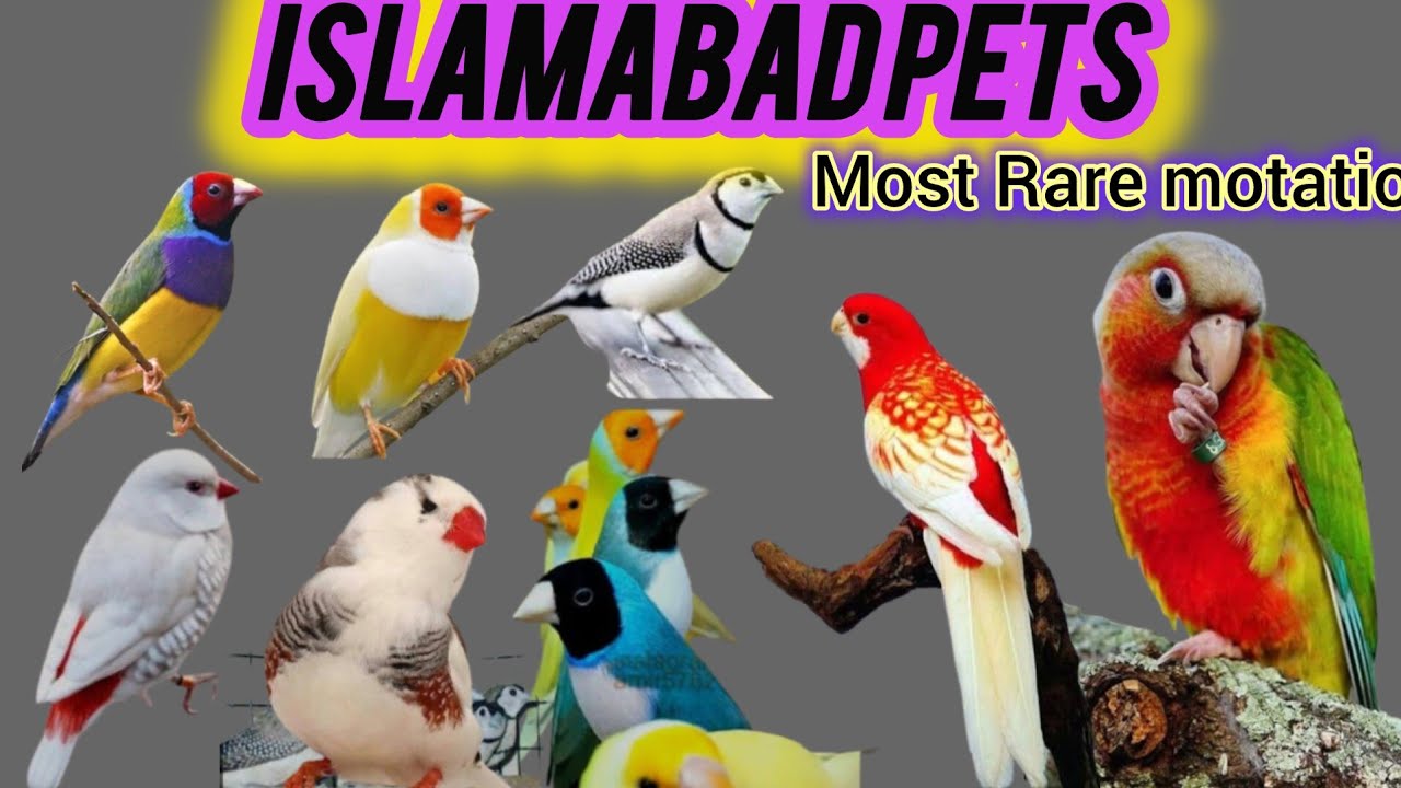 Mashallah Finches , Goldians , java , cut throat Rosella / Islamabad Pets 