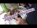 #домашняятушенка Тушёнка из дикого кабана. Рецепт в автоклаве.